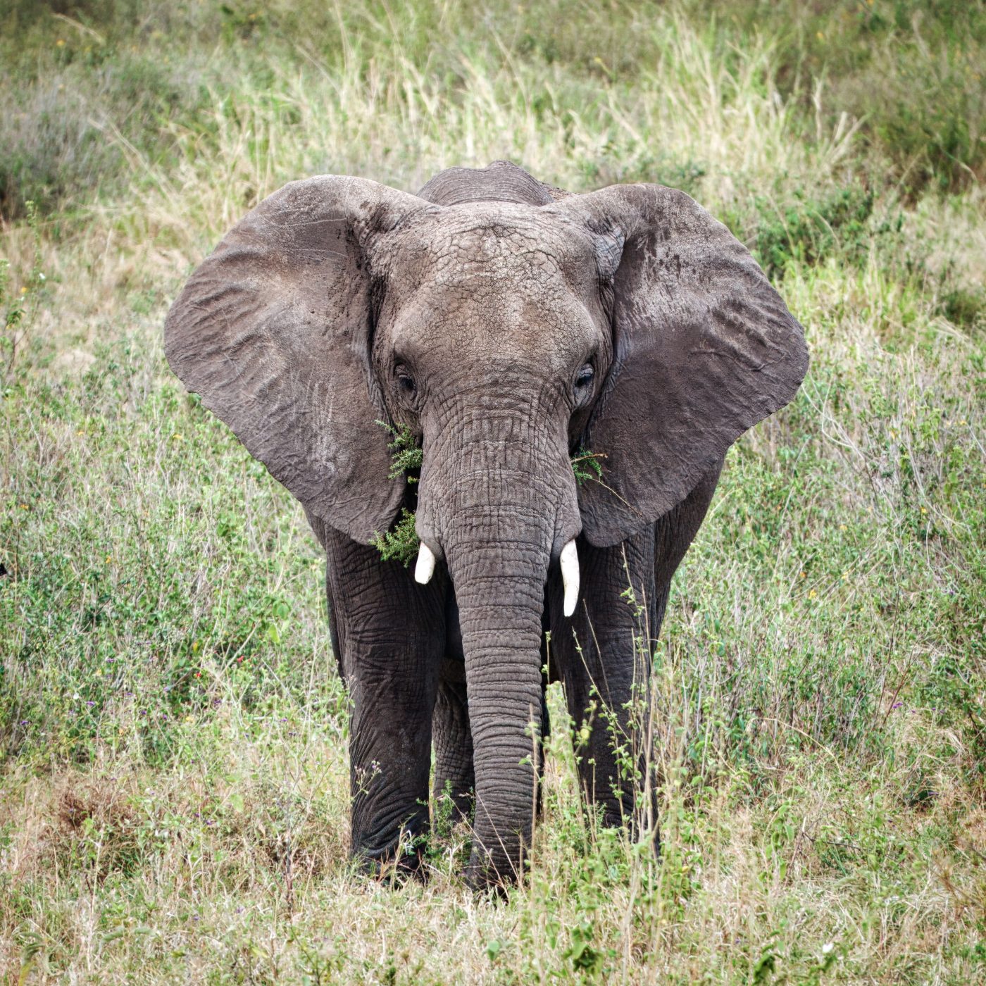 Elephant in a conservation landscape