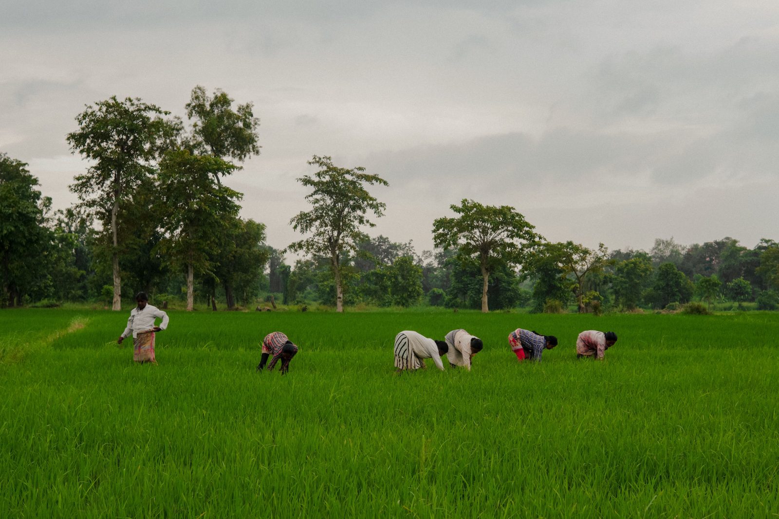 Rural landscape and community path